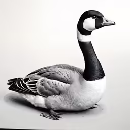 a duck standing on the ground looking up
