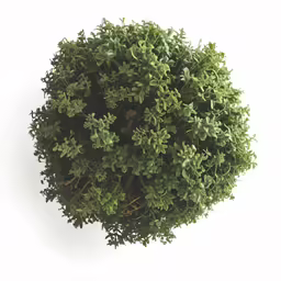 a green bush that is in the middle of a white wall