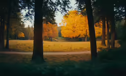 the path is winding by the tall trees