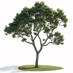 a small tree with no leaves on it