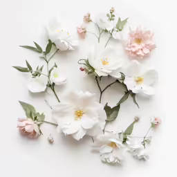 white and peach flowers are displayed with green leaves