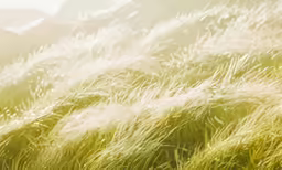 grass moving in the wind with a mountain in the background