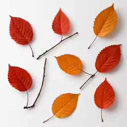 a group of dead leaf arranged on the floor