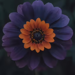 the top of a flower with lots of petals