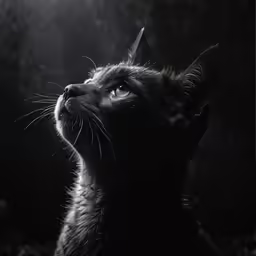 a black and white image of a cat looking up