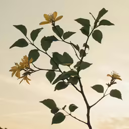 sunflower flowers are in silhouette against the sky