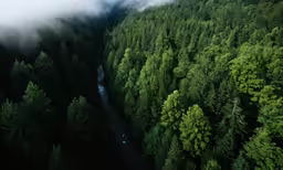 the view from above of many trees and a river