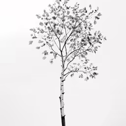 a black and white photograph of a tree