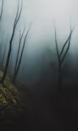 the trail runs through the thick woods on a foggy day