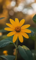 a bright yellow flower grows amongst leaves in the forest