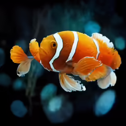a gold and white clownfish floats in an aquarium