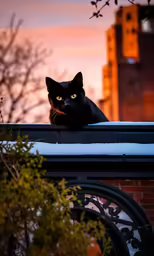 the cat is looking at the camera while perched on the roof