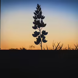 there is a plant in the silhouette on a sunset