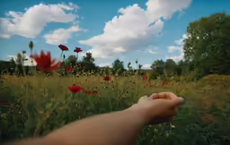 red flowers and trees in a field with someone reaching out to touch them