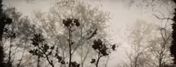 trees that are outside in the background, some brown and white