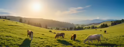 horses grazing in a grass field near a mountain
