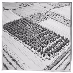 this aerial photo depicts the trees near one of the lakes