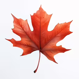a red leaf on a white background