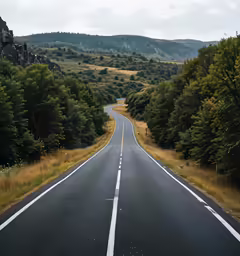 a empty road in the middle of a forest