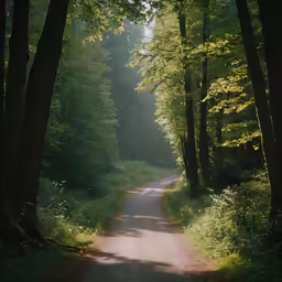 a picture of the road in the woods that i hope to go