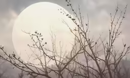 trees branches with a light colored background and sky