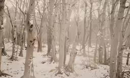 a bunch of trees with snow on them