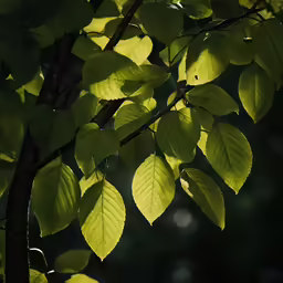 a tree branch with leaves on it is covered in sunlight