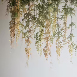 dried green leaves hang from a plant in front of white wall