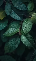 green leaves on a branch with water drops