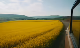 the car rides along a road in a field full of wildflowers