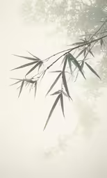 an artistic bamboo branch is shown with the sun coming through the leaves