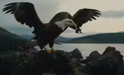 a pair of eagle birds on the rocks at a lake