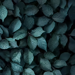 green leaves in the dark with drops of rain