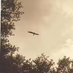 an airplane is flying over the trees on a sunny day