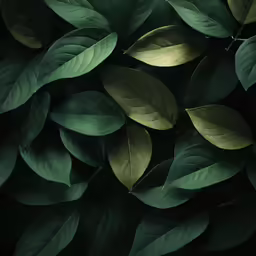 the leaves on a tree are dark green
