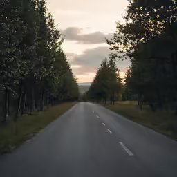 a road in the woods is seen with tall trees