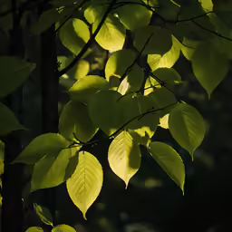 sunlight shining through the leaves of a tree