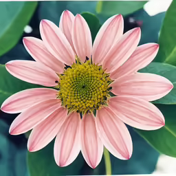 a pink and yellow flower with green leaves