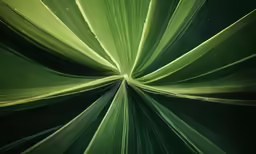 an image of a close up view of the leaves