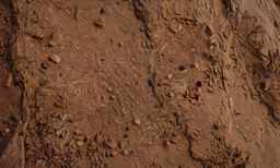closeup of dirt and shells with a horse in the background