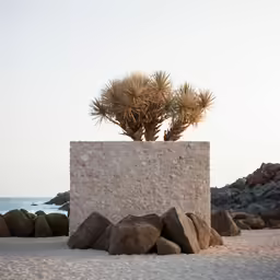 a small tree growing out of rocks by the beach