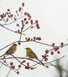 two little birds sitting on top of a tree