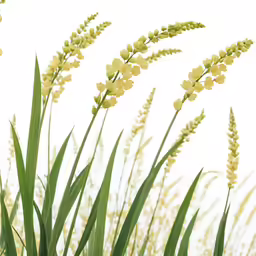 a group of yellow flowers in front of some green grass