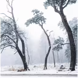 a couple of trees with snow falling off them