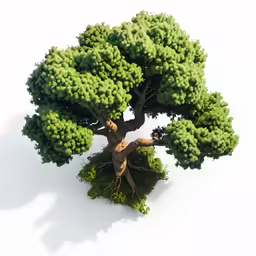 a pine tree with its roots showing