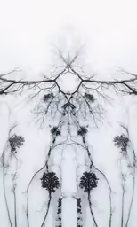 the reflection of trees in water with snow