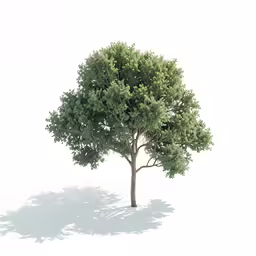 a tree is standing in the middle of the white background