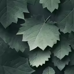 green leaves are shown with leaves from above