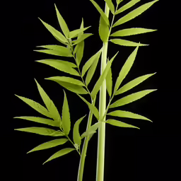 this is a close up shot of a bamboo tree