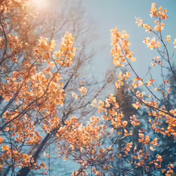 the sun shines brightly through the branches of trees